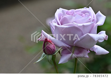 ブルームーン 78365472