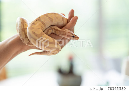 ボールパイソン ハンドリング パステルバナナの写真素材