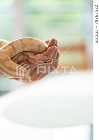 ボールパイソン ハンドリング パステルバナナの写真素材 7655