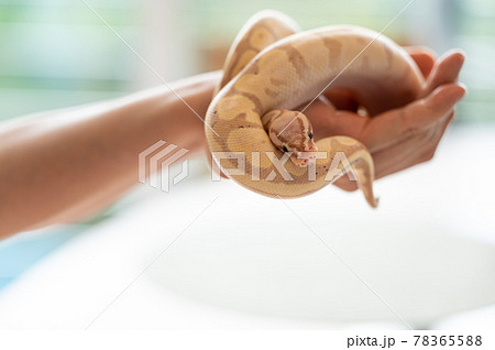 ボールパイソン ハンドリング パステルバナナの写真素材 7655