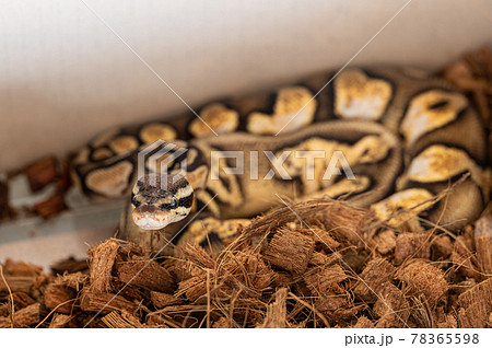 ボールパイソン　パステルキャリコ 78365598