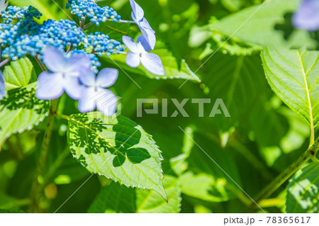 先初めの紫陽花、元気に咲くアジサイ、ブルーの紫陽花、アジサイの影 78365617