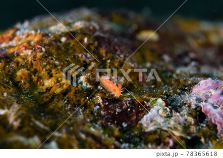 石垣島のヒメエダウミウシ　その⑪ 78365618