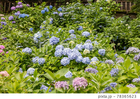 飛鳥山公園の紫陽花 飛鳥山公園の紫陽花 78365623