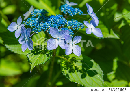 先初めの紫陽花、元気に咲くアジサイ、ブルーの紫陽花 78365663