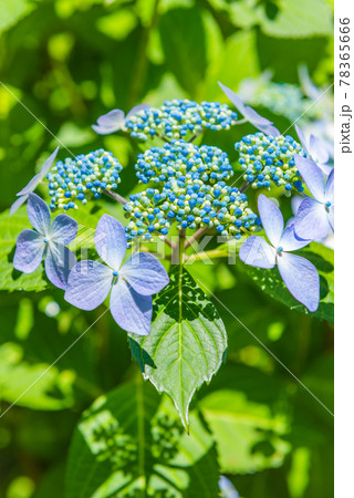 先初めの紫陽花、元気に咲くアジサイ、ブルーの紫陽花 78365666