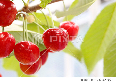 女子旅バスツアーで行った美味しいさくらんぼ狩りのサクランボ 78365951