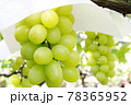 女子旅バスツアーで行った美味しいブドウ狩りのマスカット 78365952