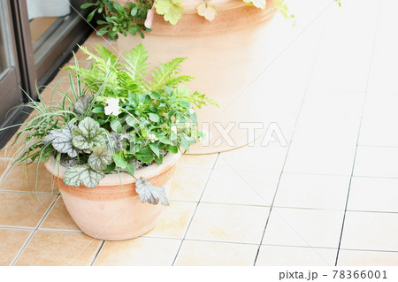 マンションのベランダでガーデニングを楽しむ写真 78366001