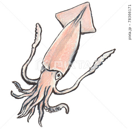 イカとイワシの手書きの画像 手書きイワシの魚 | Premiumベクトル素材