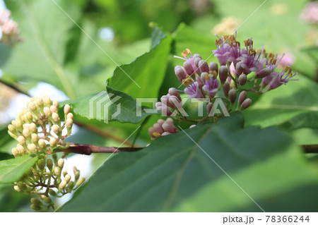 ムラサキシキブ 78366244