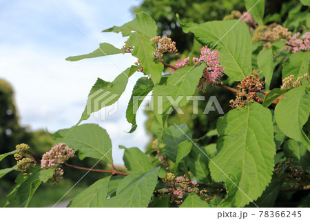 ムラサキシキブ ムラサキシキブ 78366245