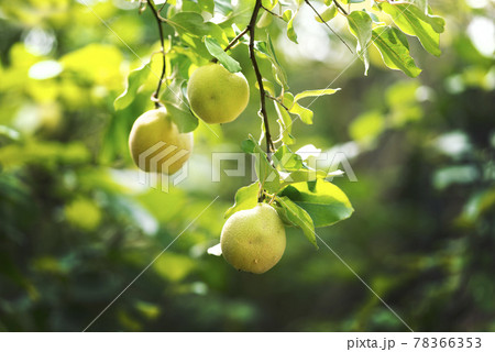 マルメロ　百合が原公園 78366353