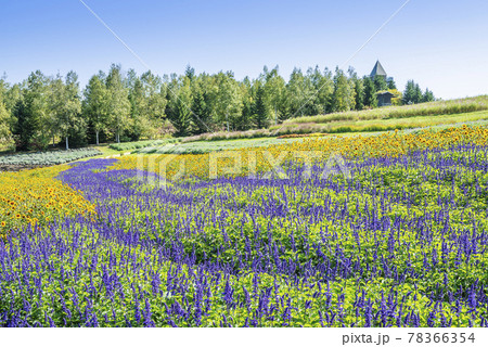 ブルーサルビア、ヒマワリ　滝野すずらん丘陵公園 78366354