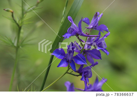 春の公園に咲くチドリソウの紫色の花 春の公園に咲くチドリソウの紫色の花 78366637