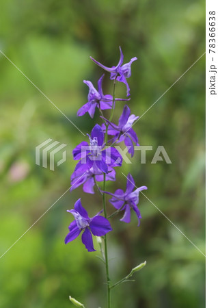 春の公園に咲くチドリソウの紫色の花 春の公園に咲くチドリソウの紫色の花 78366638