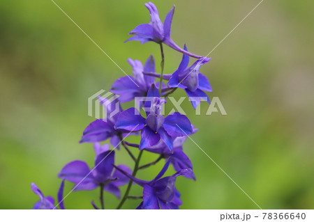 春の公園に咲くチドリソウの紫色の花 春の公園に咲くチドリソウの紫色の花 78366640