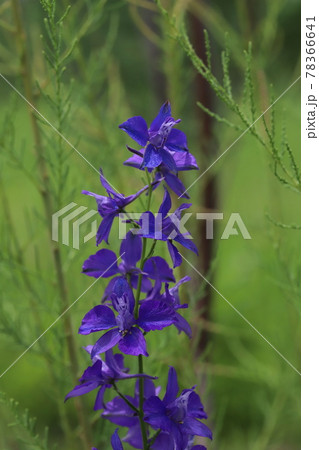 春の公園に咲くチドリソウの紫色の花 春の公園に咲くチドリソウの紫色の花 78366641