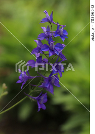 春の公園に咲くチドリソウの紫色の花 春の公園に咲くチドリソウの紫色の花 78366642