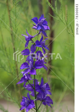 春の公園に咲くチドリソウの紫色の花 春の公園に咲くチドリソウの紫色の花 78366643