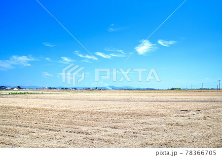 麦秋の筑後平野 78366705