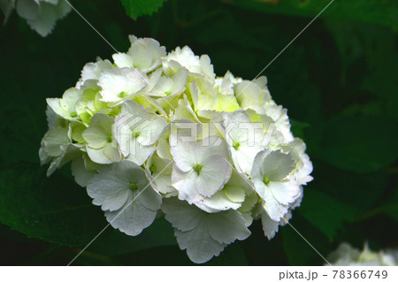 偕楽園の紫陽花 偕楽園の紫陽花 78366749