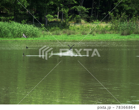 大阪　伊丹　昆陽池公園　カワウの水面滑降（昆陽池、初夏） 78366864