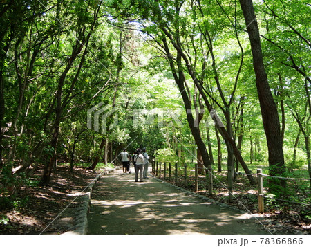 大阪　伊丹　昆陽池公園　自然観察道と野鳥の観察　（ふるさと小径、初夏） 78366866
