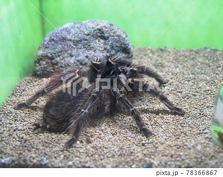 大阪 伊丹 昆陽池公園 蜘蛛 タランチュラ 昆虫館 初夏 の写真素材