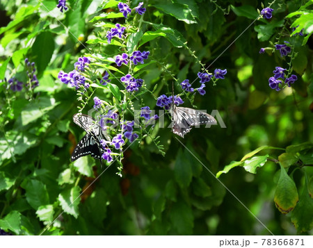 大阪　伊丹　昆陽池公園　蝶　ナミアゲハとムラサキセンダイハギ（昆虫館、初夏） 78366871