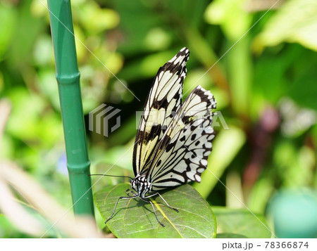 大阪　伊丹　昆陽池公園　蝶　オオゴマダラ（昆虫館、初夏） 78366874