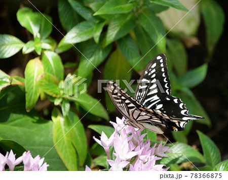 大阪　伊丹　昆陽池公園　蝶　ナミアゲハ（昆虫館、初夏） 78366875