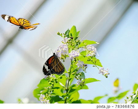 大阪　伊丹　昆陽池公園　蝶　スジグロカバマダラ（昆虫館、初夏） 78366876
