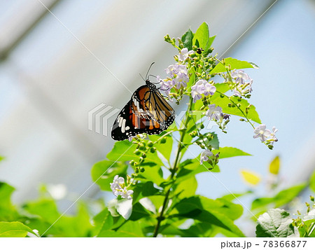 大阪　伊丹　昆陽池公園　蝶　スジグロカバマダラ（昆虫館、初夏） 78366877