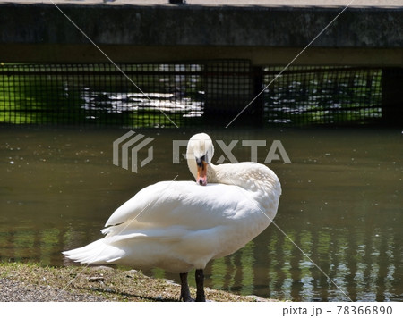 大阪　伊丹　昆陽池公園　コブハクチョウ（昆陽池、初夏） 78366890