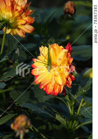 クビキリギス04 78367385