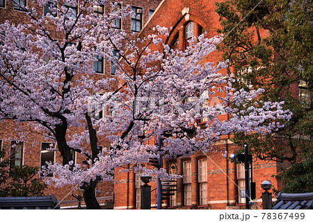 同志社大学の桜2021 同志社大学の桜2021 78367499