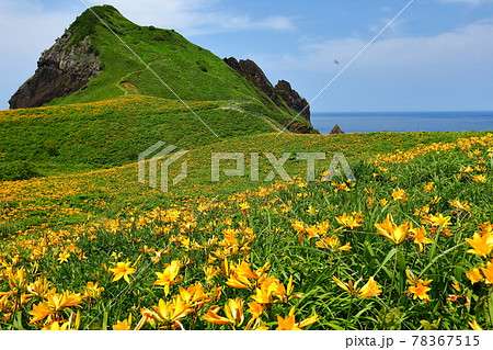 新潟県佐渡市 佐渡島 大野亀のトビシマカンゾウ群生の写真素材