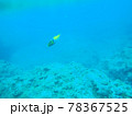 珊瑚の海と黄色い魚 78367525