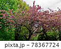 さくら　赤レンガ　北海道庁旧本庁舎 78367724
