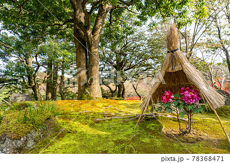 島根県松江市　由志園のピンクの寒牡丹 78368471