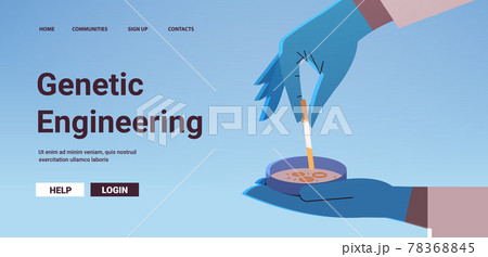 scientist working with petri dish with agar bacterium colony researcher making chemical experiment in laboratory 78368845