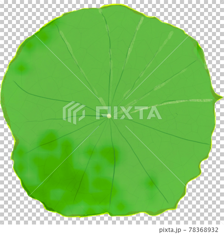 Lotus leaf Buddhist affairs for water children Lotus leaf Buddhist affairs for water children 78368932