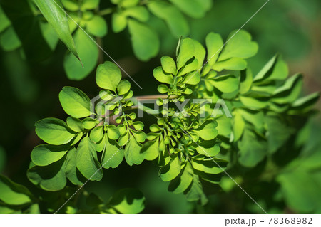 マツカゼソウの若葉　6月上旬 78368982