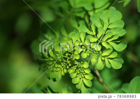 マツカゼソウの若葉　6月上旬 78368983