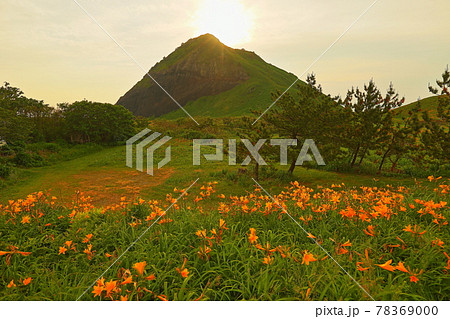 新潟県佐渡市　佐渡島　夕暮れの大野亀トビシマカンゾウ群生 78369000