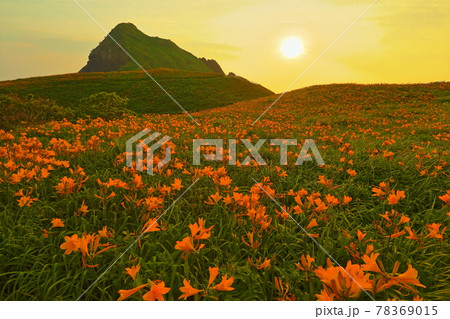 新潟県佐渡市　佐渡島　夕暮れの大野亀トビシマカンゾウ群生 78369015