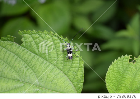 ラミーカミキリ 78369376