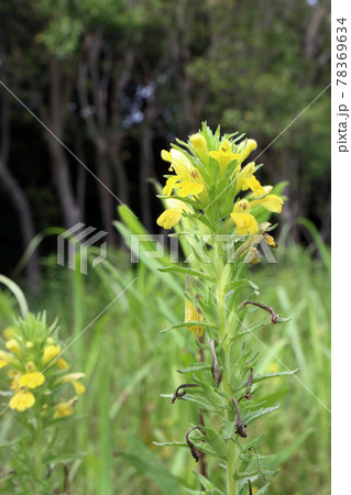 セイヨウヒキヨモギ 78369634