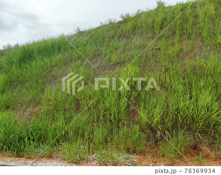 Permanent slope protection with the natural grass using the hydroseed method. The grass used to stabilizes the slope structure and prevent slope erosion. Effective and less maintenance.  78369934